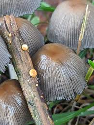 Image result for Polyporus pendulus