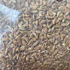 Coffee machine parts nzymes sprouted. What Does Malt Mean In Beer Love Beer Learning
