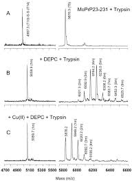 Mapping Cu Ii Binding Sites In Prion Proteins By Diethyl Pyrocarbonate Modification And Matrix Assisted Laser Desorption Ionization Time Of Flight Maldi Tof Mass Spectrometric Footprinting Journal Of Biological Chemistry