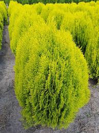 There is general consensus that this species,thuja orientalis, does not belong in the thuja genus and has been. Thuja Orientalis Aurea Nana Morgenlandischer Lebensbaum Aurea Nana Gunstig Kaufen