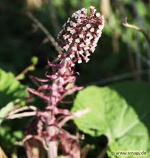 2 фразы в 2 тематиках. Smagy Pflanzen Insekten Heilkraft Gewohnliche Pestwurz Petasites Hybridus