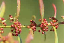 Image result for Ammannia baccifera