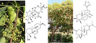 Image result for Croton megalobotrys