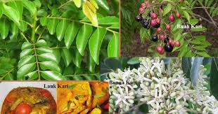 Bumbu penyedap daun kari dikenal juga dengan nama salam koja. Daun Kari Remedy