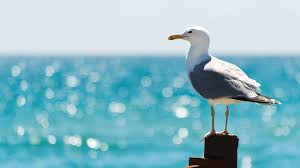 Image result for seagull