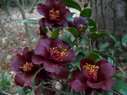 Camellia Hybrid Night Rider Camellia Plant Flower Illustration Garden Shrubs