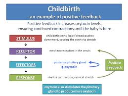Biological Feedback Systems Ppt Video Online Download