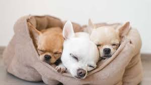 Chihuahuas are moderate shedders the entire year. Chihuahua Puppies For Sale Greenfield Puppies
