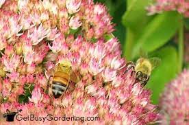 A variety of coneflower plants are available from burpee, including a 'paradiso mix,' which blooms in a variety of colors. How To Attract Bees To Your Vegetable Garden Get Busy Gardening