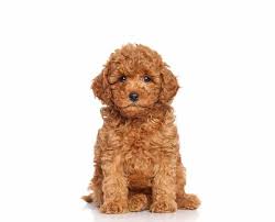 Goldendoodle Puppies Online Shopping