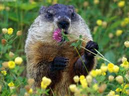 How do you get rid of groundhogs in your garden. How To Chuck The Woodchuck Westborough Ma Patch