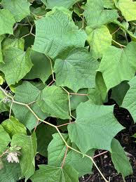 Image result for Alangium chinense