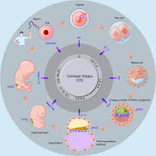 Neurulation - Wikipedia
