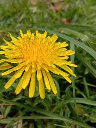 Image result for Taraxacum sp.