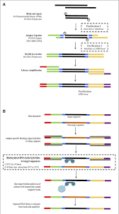 Scan the dna of frogs to produce dna sequences. Pdf Hybridization Enrichment To Improve Forensic Mitochondrial Dna Analysis Of Highly Degraded Human Remains Semantic Scholar