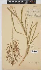 Image result for Panicum subalbidum