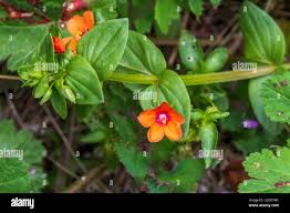 Image result for Lysimachia arvensis