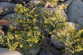 Image result for Rorippa madagascariensis