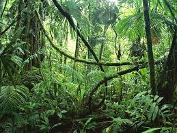 Now 2 locations in sarasota! Lianas In Interior Of Lowland Rainforest La Selva Biological Station Costa Rica Fotos De Selva Tropical Animales De La Selva Bosque Tropical