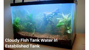 Pin By Geo Velos On Aquaria Terraria And The Like Fish Tank Aquarium Betta Fish