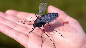 Image result for pictures of mosquito