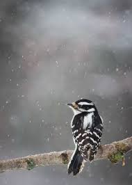 Woodpeckers are curious little creatures, and watching them go about their day can be so much fun. Downy Woodpecker Indiana Audubon Society