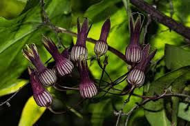 Image result for Riocreuxia