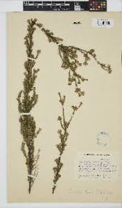 Image result for Gnidia chrysantha