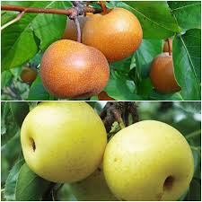 Online Orchards Asian Double Pear Twist Tree Bare Root Cbas002 The Home Depot Twisted Tree Pear Varieties Fruit Plants