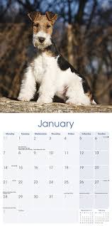 Shaved wire fox terrier.jpg 768 × 1,024; Wirehaired Fox Terrier Wandkalender 2022 Bei Europosters