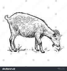 Black And White Goat Vector Farm Animal Goat Isolated Realistic Image On White Background Handmade Drawing Vintage Sketch Vector I Vector Art Illustration Animal Art Illustration Art