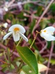 Image result for Baphia multiflora