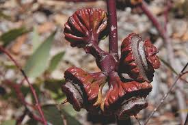 Eucalyptus Youngiana Seed Pods Australian Native Plants Seed Capsule