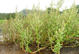 Image result for Hionanthera