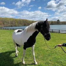 Il suffit de cliquer et regarder! Marwari Horses Germany Posts Facebook