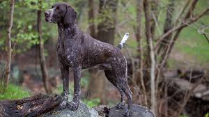 Optimizing operations is the most efficient way to increase your profitability. German Shorthaired Pointer Pet Health Insurance Tips