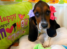 Our dachshund puppies for sale are great family companions and go all the way to emotional support or service dog s. Basset Hound Puppy Basset Hound Puppy Basset Hound Basset