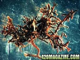 You can make your own from your own local soil. A Simple Method For Making Your Own Mycorrhizal Inoculum 420 Magazine