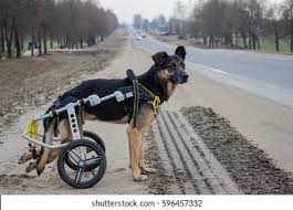 Image result for invalid dog wheelset
