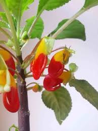 Image result for Impatiens niamniamensis
