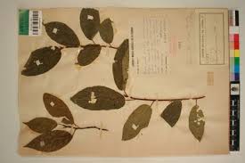 Image result for Ficus variifolia