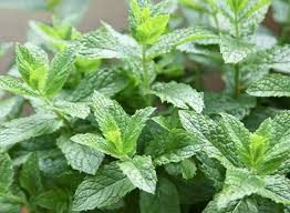 We did not find results for: Spearmint Mint 101 The Basics