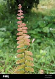 Image result for Adiantum incisum