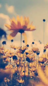 Summer Flower Sepia The Iphone Wallpapers Iphone Wallpaper Vintage Wallpaper Iphone Summer Yellow Flower Wallpaper