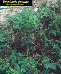 Image result for Dysphania pumilio