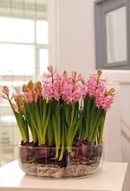 Forcing Bulbs In Glass Containers I Love This Need To Try This In The Future To Help Me Get Through The Win Indoor Water Garden Indoor Flowers Planting Bulbs