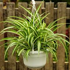 The first step in planting grass seed correctly is to prepare the soil. 41 Best Indoor Plants In India Plantdecors Blog
