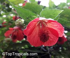 Image result for Abutilon sp.no.2