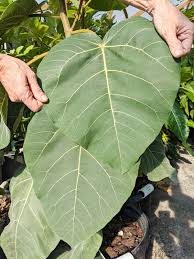 Image result for Ficus tremula