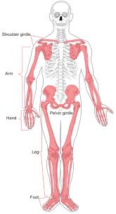 License image the bones of the leg are the femur, tibia, fibula and patella. Ù…Ù„Ù Appendicular Skeleton Diagram Svg ÙˆÙŠÙƒÙŠØ¨ÙŠØ¯ÙŠØ§